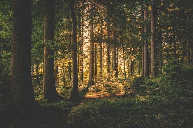 Fakta Seram Hutan Aokigahara Lokasi Bunuh Diri Terkenal Di Jepang